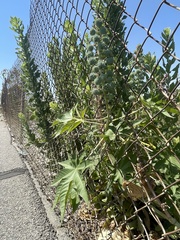 Ricinus communis