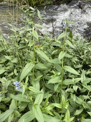 Mertensia