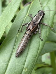 Melanoplinae