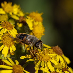 Eristalis tenax