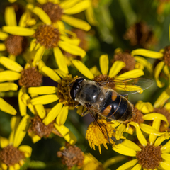 Eristalis tenax