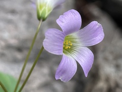 Ionoxalis
