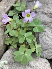 Ionoxalis