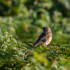 Saxicola rubicola