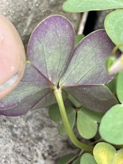Ionoxalis