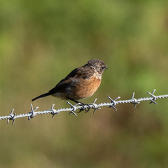 Saxicola rubicola