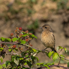 Saxicola rubicola