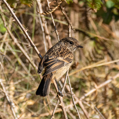 Saxicola rubicola