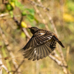 Saxicola rubicola