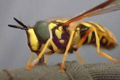 Chrysotoxum