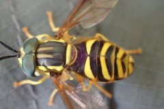 Chrysotoxum