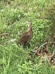 Gorsachius melanolophus