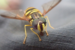 Chrysotoxum