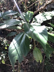 Dendrocnide photiniiphylla