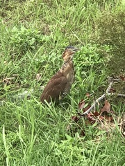 Gorsachius melanolophus