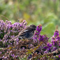 Saxicola rubicola