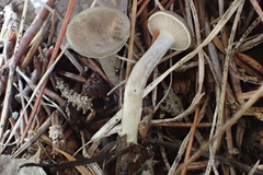 Rhodocybe