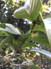 Alangium villosum