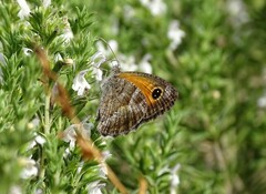 Pyronia cecilia