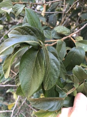 Alangium villosum