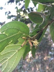 Alangium villosum