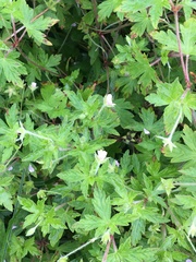 Geranium sibiricum