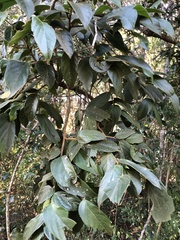 Alangium villosum