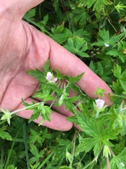 Geranium sibiricum