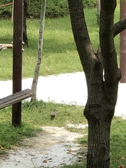 Streptopelia chinensis