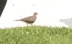 Streptopelia chinensis