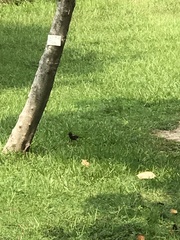 Acridotheres tristis