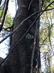 Dendrobium teretifolium