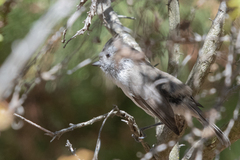 Baeolophus inornatus