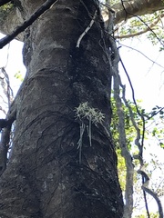 Dendrobium teretifolium