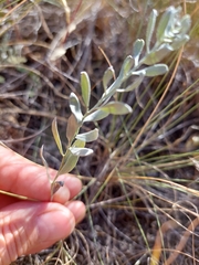 Galatella villosa