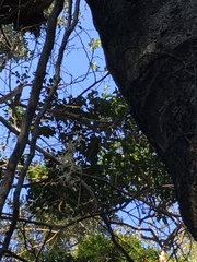 Dendrobium teretifolium