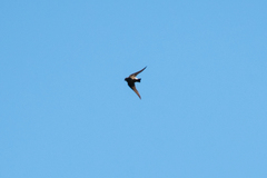 Hirundinidae