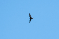 Hirundinidae