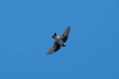 Hirundinidae