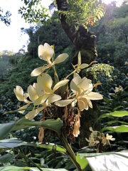 Hedychium flavescens