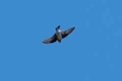 Hirundinidae