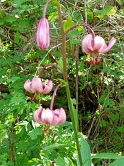 Lilium martagon