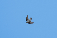 Tachycineta thalassina