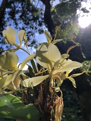 Hedychium flavescens