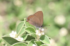 Satyrium esculi