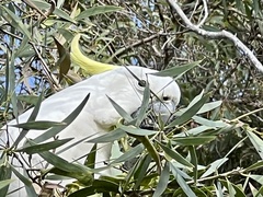 Cacatua galerita