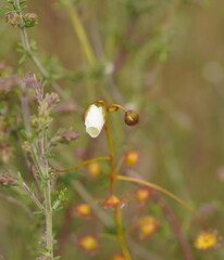Drosera planchonii