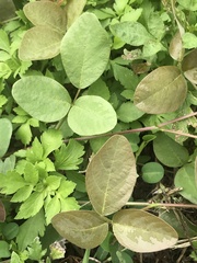 Desmodium scorpiurus