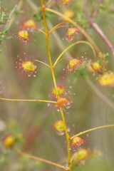 Drosera planchonii