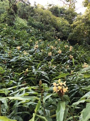 Hedychium flavescens
